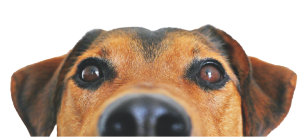 footer_dog_2